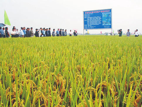 大旱之年保山市粮食有望大丰收