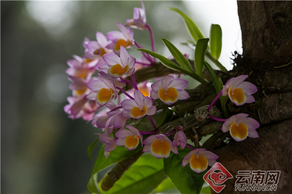 保山龙陵石斛花正开 可赏可食能赚钱