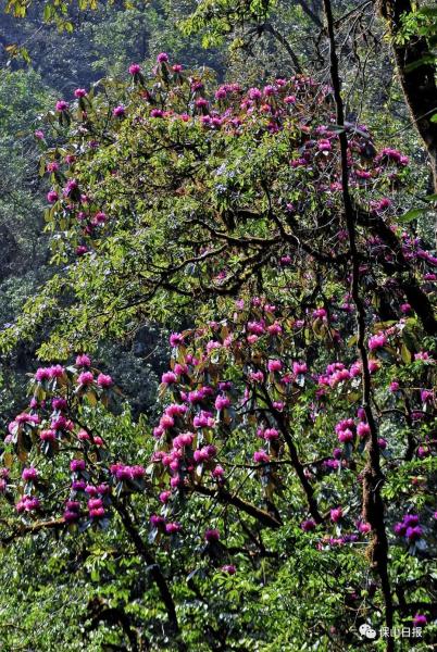 高黎贡山珍稀植物大树杜鹃回归种植取得阶段性成果