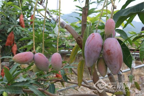 芒果怎么种植图解 00304847748_i1000500000500a0_830f71e0.jpg