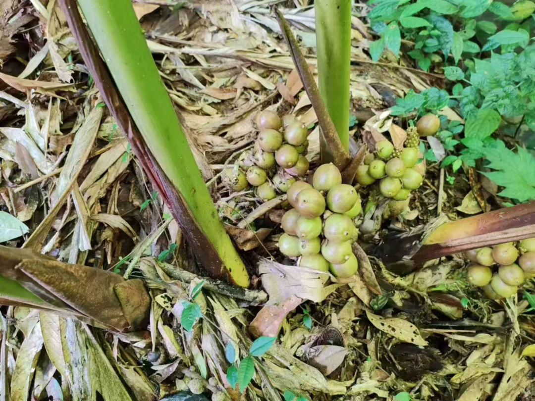 腾冲传来好消息：“腾玉”培育成功！