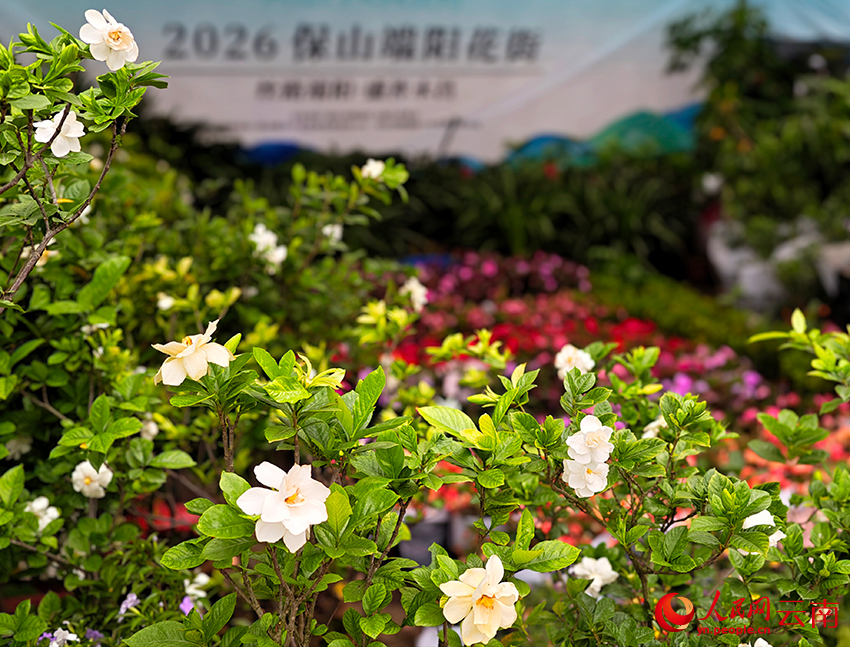 端阳花街上的栀子花。人民网 尹馨摄
