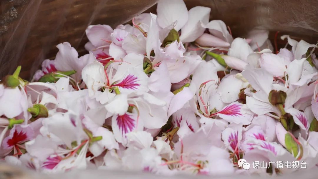 保山施甸:白露花开 美了山村 鼓了荷包_公益动态_公益频道_云南网