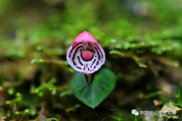 目前龙陵小黑山保护区5800多公顷的狭小区域分布有野生兰科植物56属