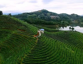 龙陵平达：茶产业健康向好发展