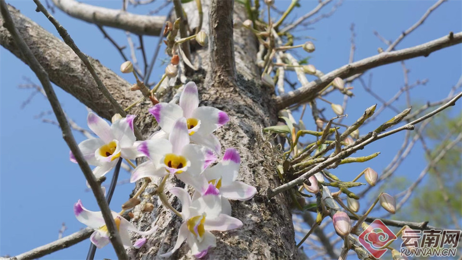 保山龙陵30万株石斛盛开扮靓美丽县城