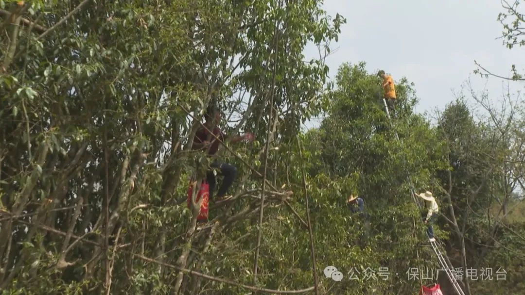 昌宁古茶树上萌新绿茶香馥郁迎客来
