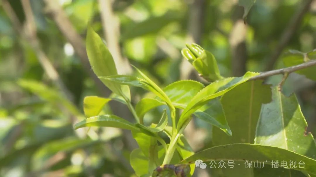 昌宁古茶树上萌新绿茶香馥郁迎客来