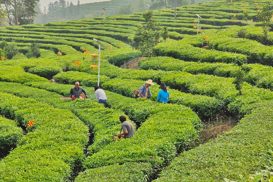 昌宁:云雾茶海采茶忙_要闻_保山频道_云南网