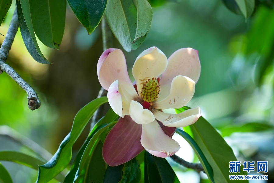云南龙陵:易危物种红花木莲绽放山野