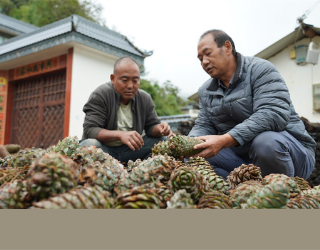 保山昌宁：小松果促进群众增收